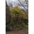 Ilex cornuta 'O'Spring'