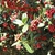 Ilex cornuta 'Dwarf Burford'