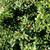 Ilex crenata