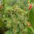 ilex verticillata fruit and leaves