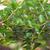 Ilex vomitoria