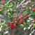 Ilex vomitoria