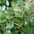 ilex vomitoria 'Taylor's Rudolph' in the fall in Moore County