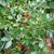 ilex vomitoria 'Taylor's Rudolph' in early fall in Moore County