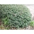 Ilex vomitoria 'Nana'