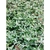 Ilex vomitoria 'Nana'