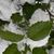 Ilex x 'Emily Bruner'
