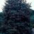 Ilex x 'Nellie R. Stevens'