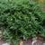 Ilex vomitoria 'Taylor's_Rudolph' in summer in Moore County