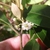 Hand holding a small white flower with prominent stigma.