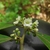 Cluster of small white flower with stamens visible.