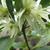 Illicum anisatum