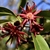 Purplish-red , star-shaped flower - Spring