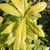 Dense shrub with chartreuse foliage.