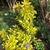 Dense shrub with chartreuse foliage.