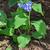 Mertensia virginia