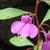 Flower pink