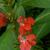 Flower red