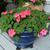 Impatiens wallerina