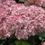 Close up of pink pompom flower cluster