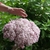 Pink pompom flower cluster