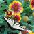Swallowtail butterfly