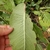 Underside of leaf with white midvein