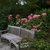 Bench in front of a shrub with pink pompom flowers.