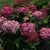 Shrub with dark pink pompom flower clusters