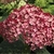 Close-up of a deep pink pompom flower cluster