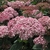 Close-up of pink pompom flower clusters.