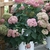 Potted nursery plant of a shrub with pink pompom flower clusters