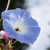 Flower with bee