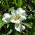 Iris ensata 'Anytus' flower in summer in Moore County