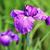 Iris ensata