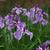 Iris ensata