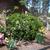 with Ficus carica and Iris germanica in spring in Moore County