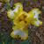 Iris germanica in the spring in Moore County