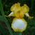 Iris germanica in the spring in Moore County
