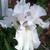 Iris germanica in the spring in Moore County