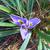 Iris unguicularis in the winter in Moore County