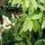Itea chinensis