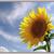 Helianthus annuus