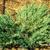 Juniperus chinensis 'Blue Vase'