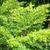 Juniperus chinensis 'Gold Star'