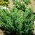 Juniperus chinensis 'Skimpaku'