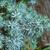 Juniperus conferta 'Silver Mist'