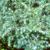 Juniperus conferta 'Silver Mist'