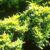 Juniperus horizontalis 'Lime Glow'