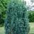 Juniperus scopulorum 'Pathfinder'